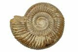 Polished Jurassic Ammonite (Perisphinctes) - Madagascar #270924-1